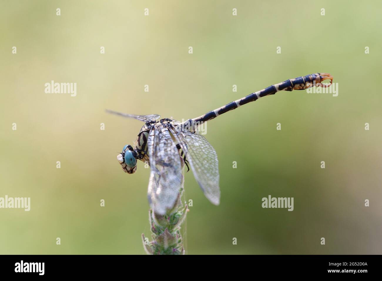 Onychogomphus forcpatus Dragonfly de cola de gancho de ojos verdes encaramado en primer plano Foto de stock