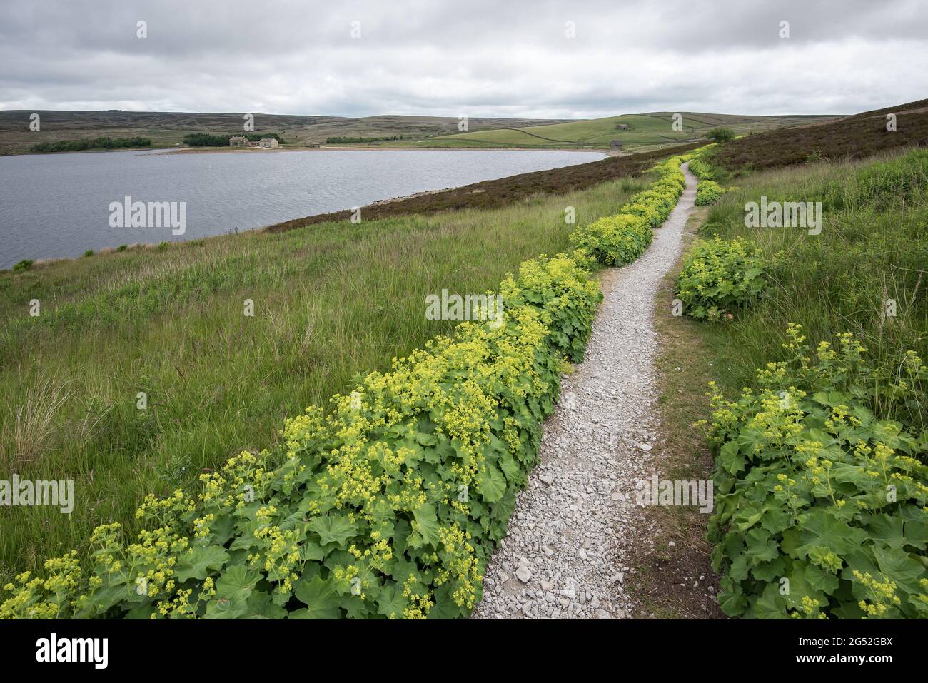 Alchemilla vulgaris (manto de dama) Grimwith Reservoir North Yorkshire Foto de stock