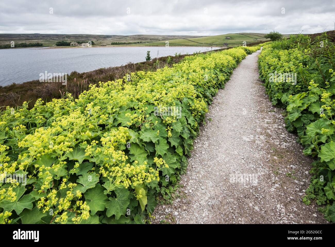 Alchemilla vulgaris (manto de dama) Grimwith Reservoir North Yorkshire Foto de stock