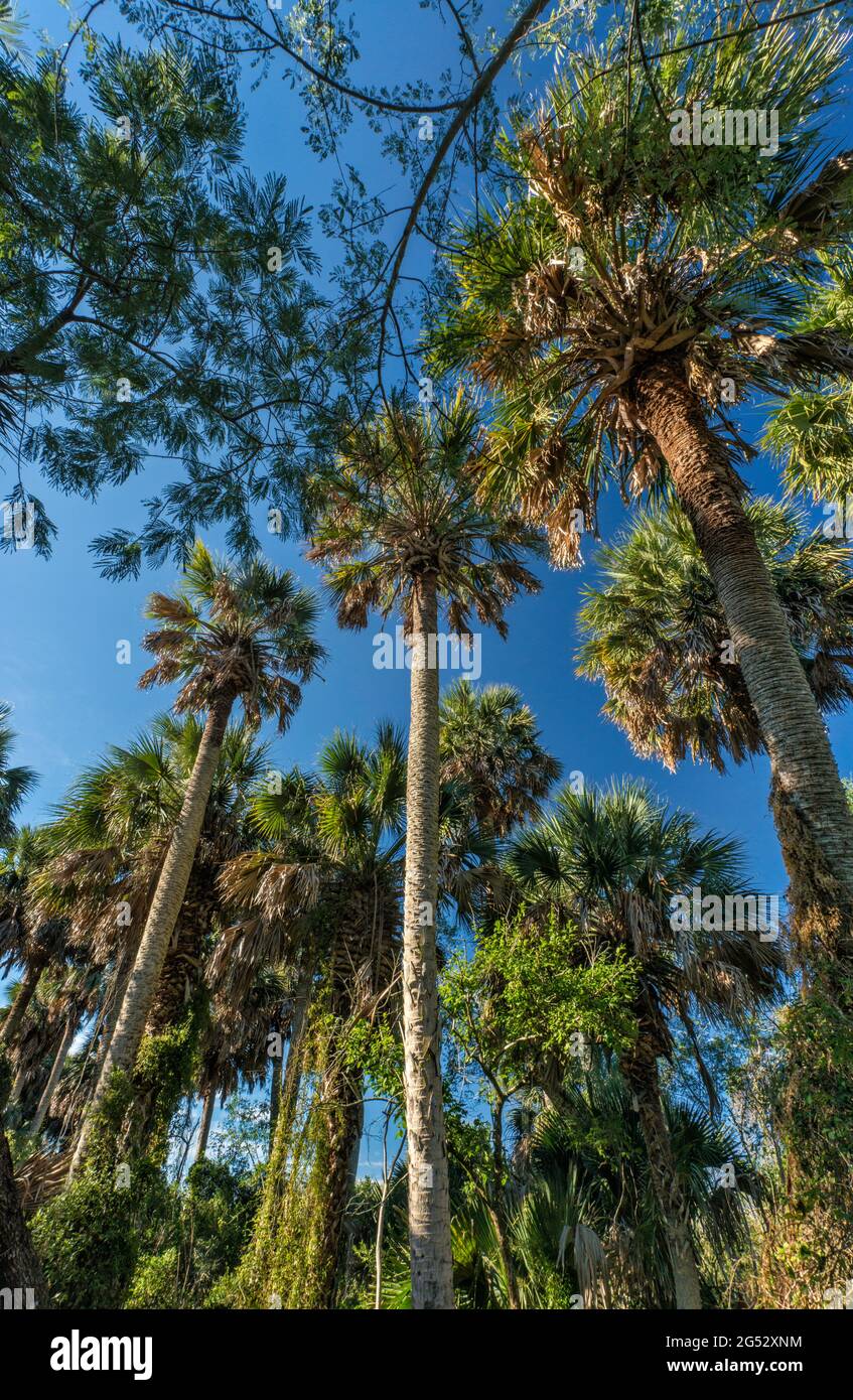 Sabal PALMS (Sabal mexicana), Santuario de Sabal Palm Grove en
