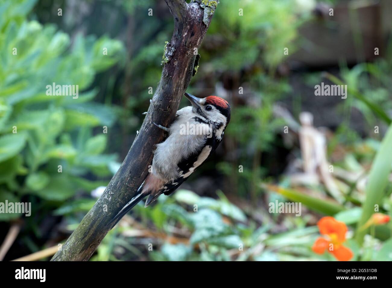 Único mayor pájaro carpintero moteado Dendrocopos mayor encaramado en rama muerta del árbol de olmo Reino Unido Foto de stock