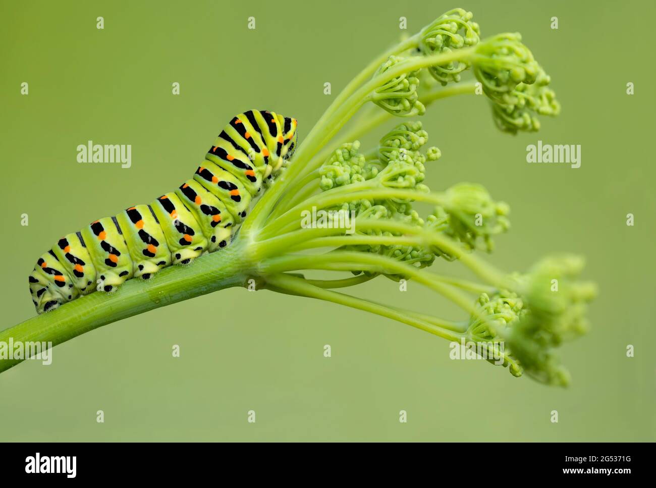 cierre extremo para la oruga de cola de peral del viejo mundo en hinojo (Papilio Machaon) Foto de stock
