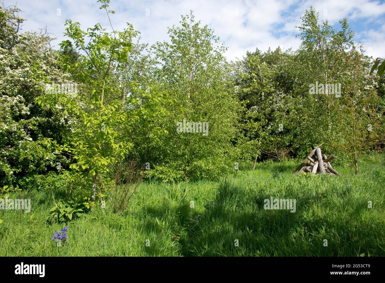 Pequeño jardín arbolado con árboles en primavera, hierba larga, céspedes y un refugio de madera para mamíferos e invertebrados, Berkshire, mayo Foto de stock