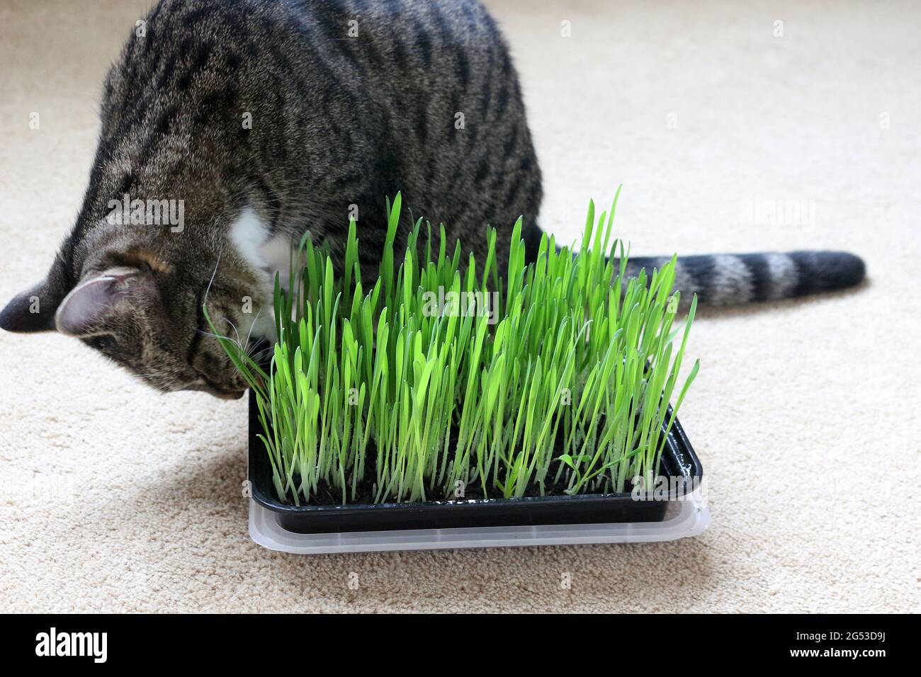 gato interior comiendo hierba de gato Foto de stock