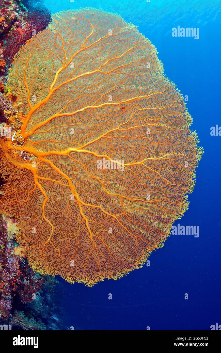Gran ventilador de mar naranja, Canal de Siais, Palau, Micronesia Foto de stock