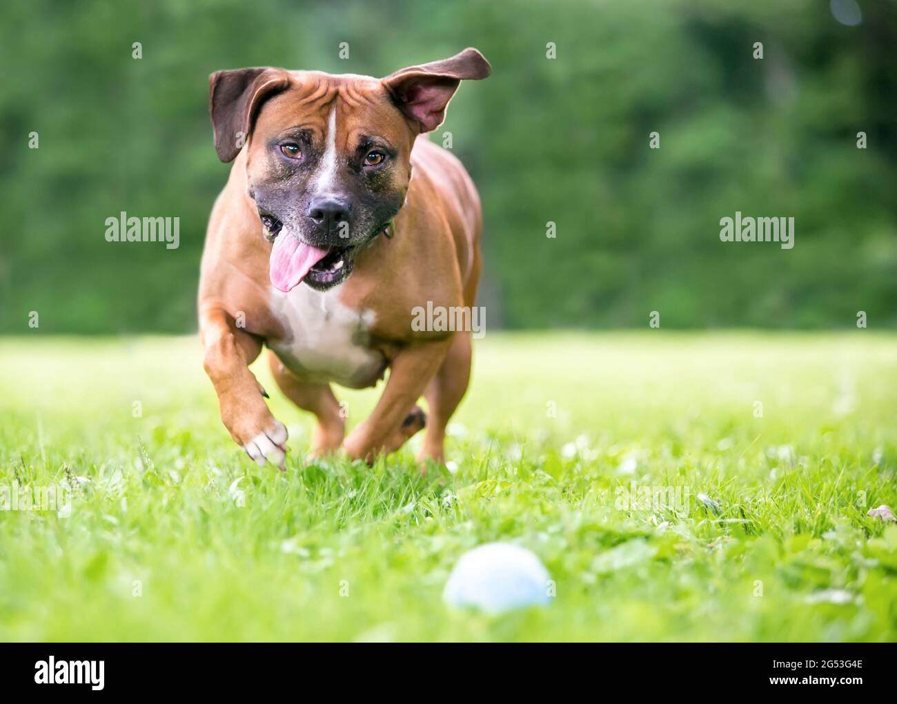 Un feliz Pit Bull Terrier perro de raza mixta jugando a buscar y correr hacia una pelota en el suelo Foto de stock