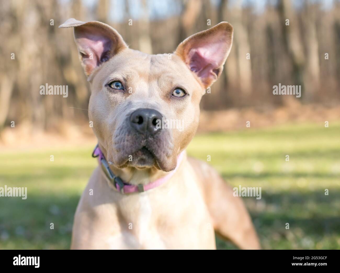 Un perro de raza mixta Pit Bull Terrier de color fawn con orejas grandes Foto de stock