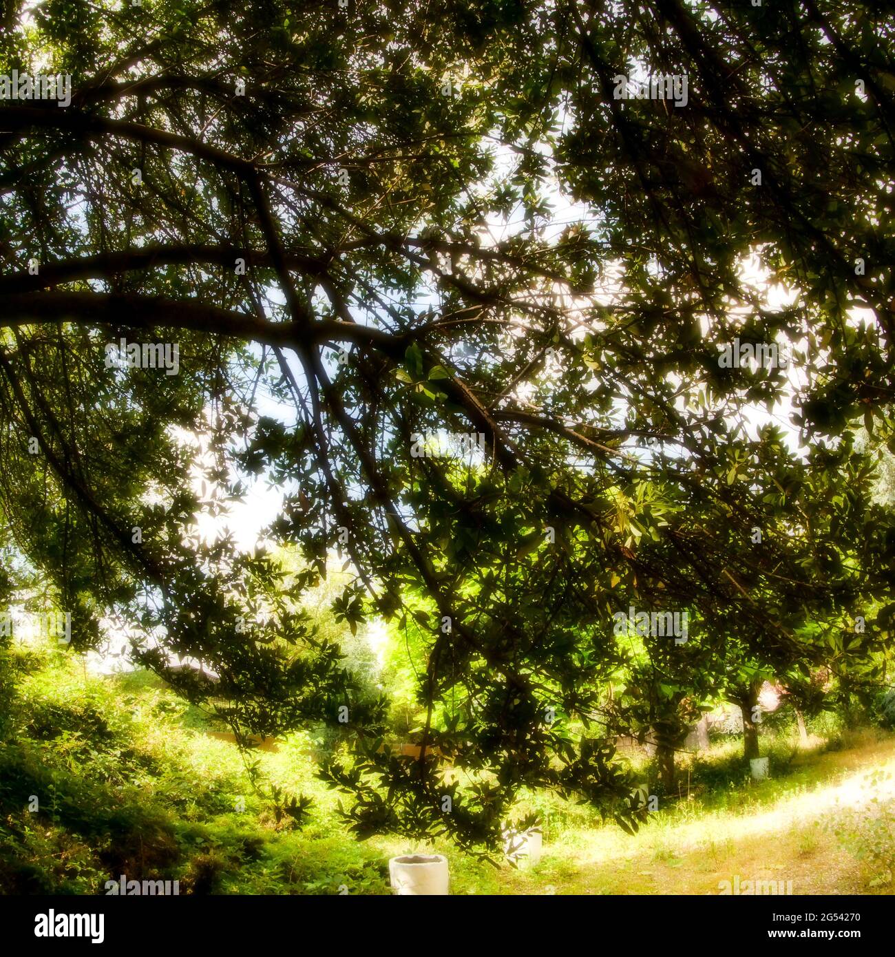 Exuberante vegetación en un jardín abandonado, Vaulx-en-Velin, Francia Foto de stock