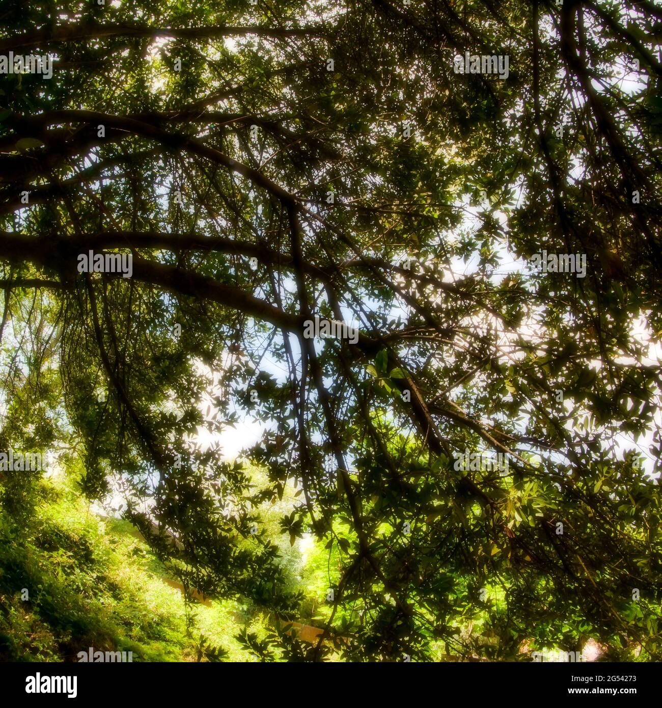 Exuberante vegetación en un jardín abandonado, Vaulx-en-Velin, Francia Foto de stock