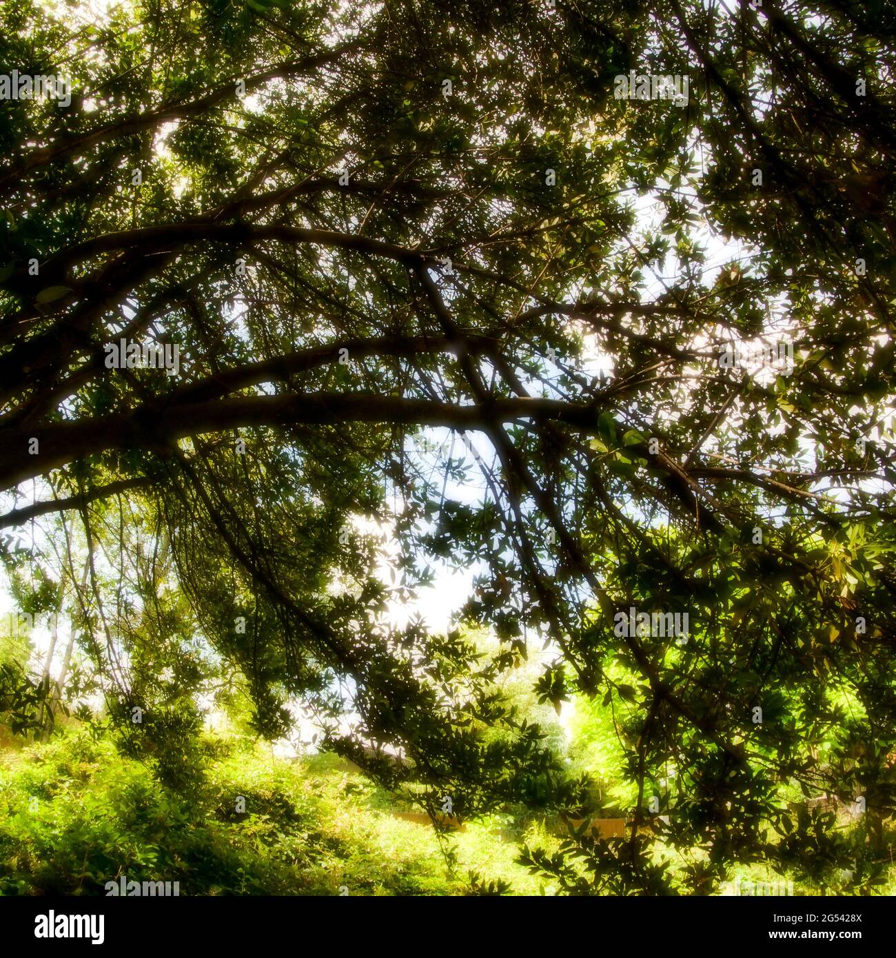Exuberante vegetación en un jardín abandonado, Vaulx-en-Velin, Francia Foto de stock