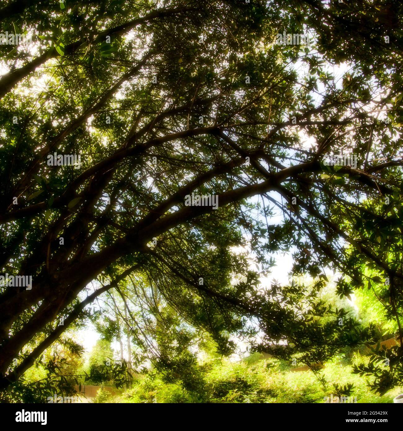 Exuberante vegetación en un jardín abandonado, Vaulx-en-Velin, Francia Foto de stock
