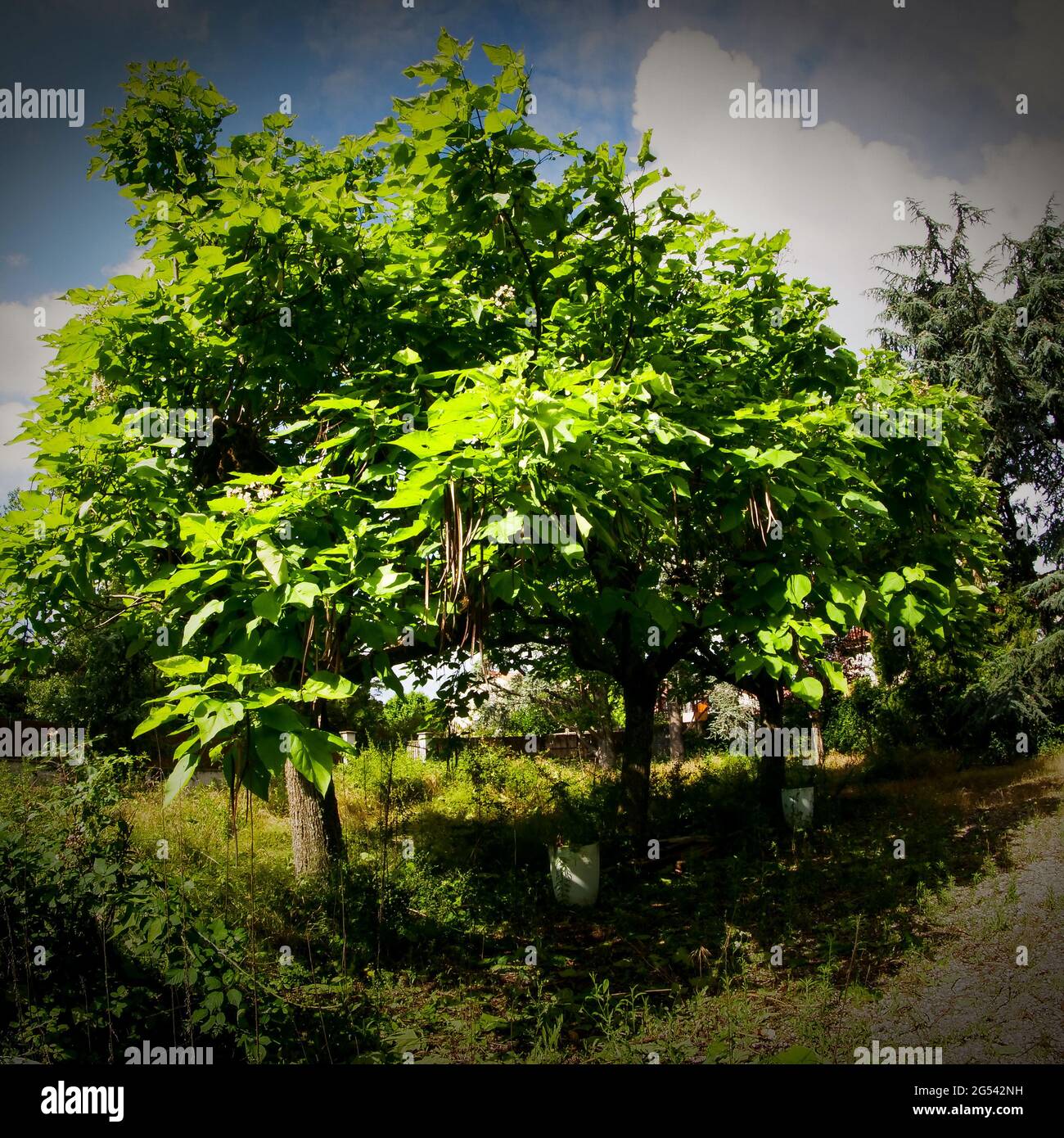 Exuberante vegetación en un jardín abandonado, Vaulx-en-Velin, Francia Foto de stock