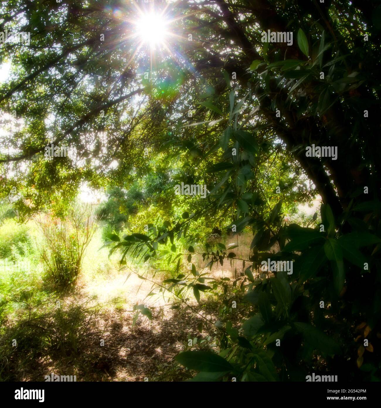 Exuberante vegetación en un jardín abandonado, Vaulx-en-Velin, Francia Foto de stock