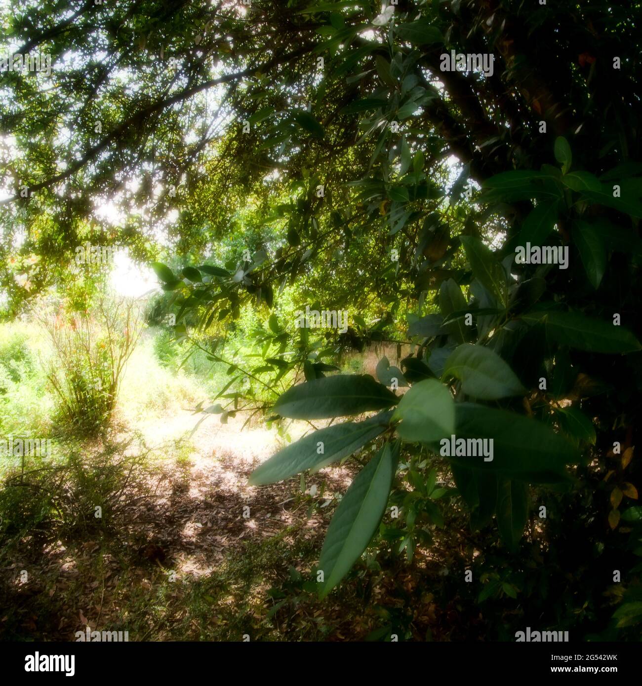 Exuberante vegetación en un jardín abandonado, Vaulx-en-Velin, Francia Foto de stock