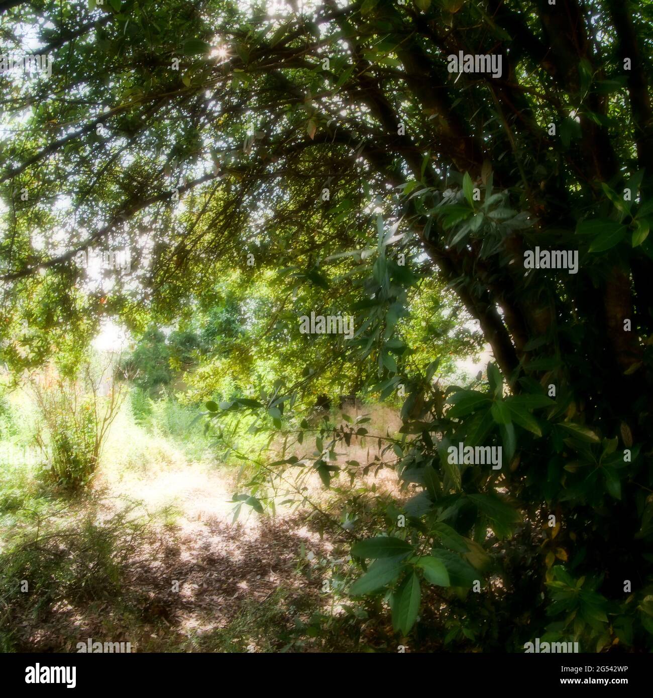 Exuberante vegetación en un jardín abandonado, Vaulx-en-Velin, Francia Foto de stock