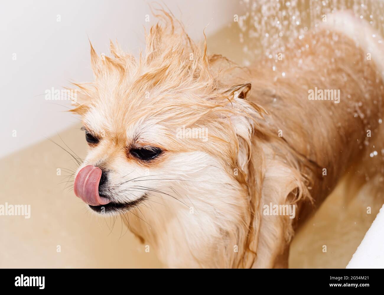 Perro.Pomeranian toma una ducha y se lava. El spitz está submisivamente  bajo la presión del agua. El perro está bañado Fotografía de stock - Alamy