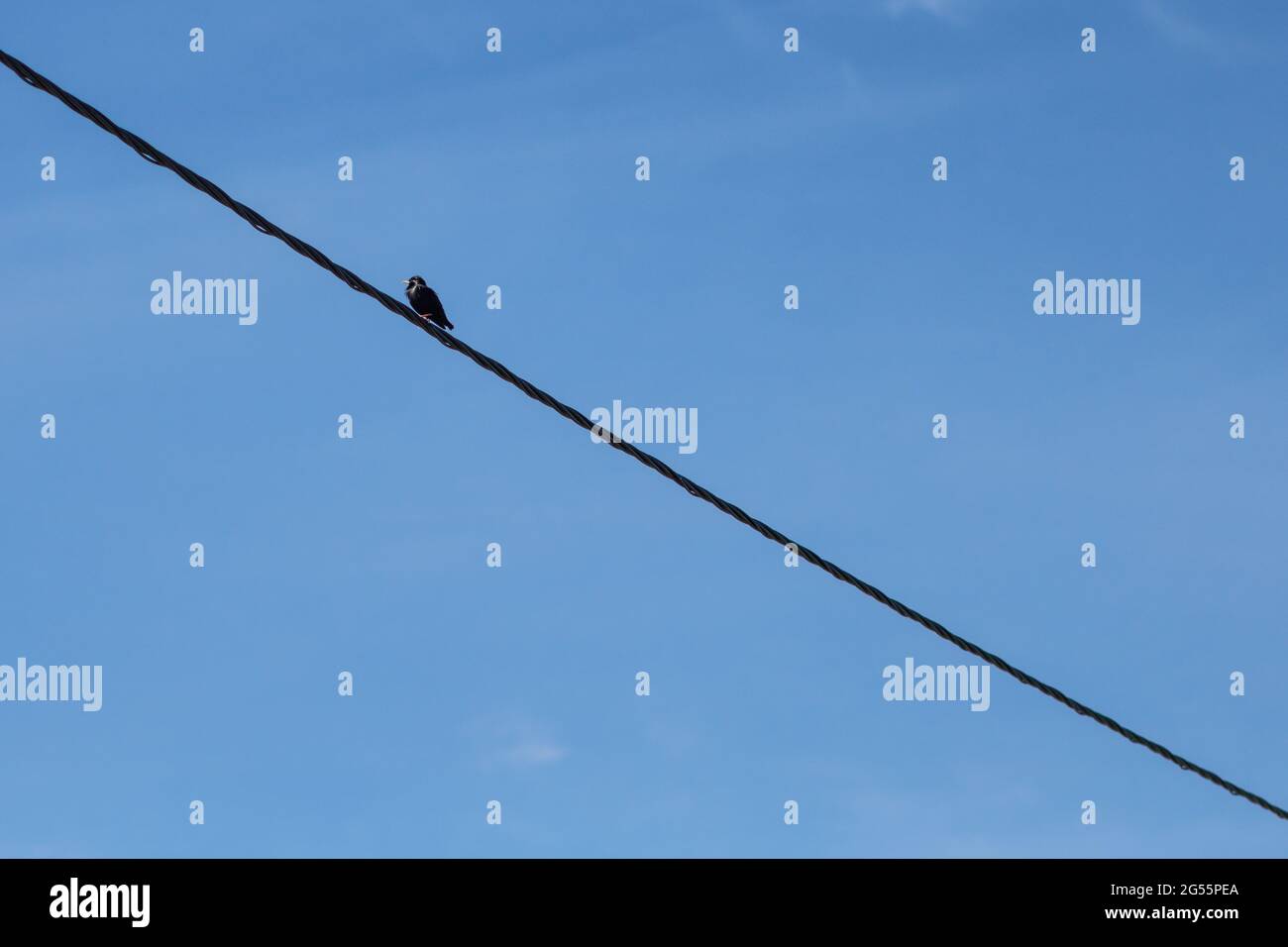 Un distante e impecable estrellamiento en el cable eléctrico aislado sobre un fondo azul claro del cielo. Foto minimalista de pájaro en alambre con espacio negativo Foto de stock
