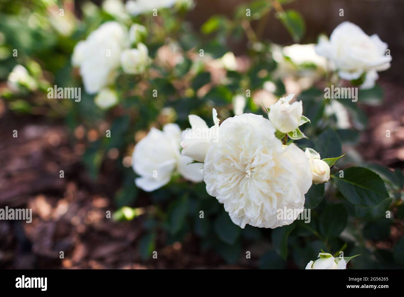 White groundcover rose Snow Ballet floreciendo en el jardín de verano. Pequeños arbustos en flor cubiertos de flores dobles. Primer plano Foto de stock