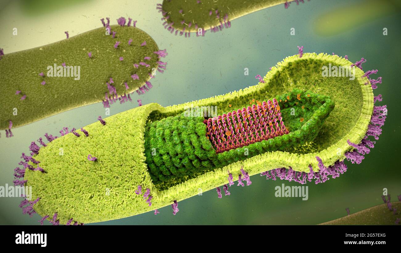 Estructura del baculovirus, ilustración Fotografía de stock Alamy