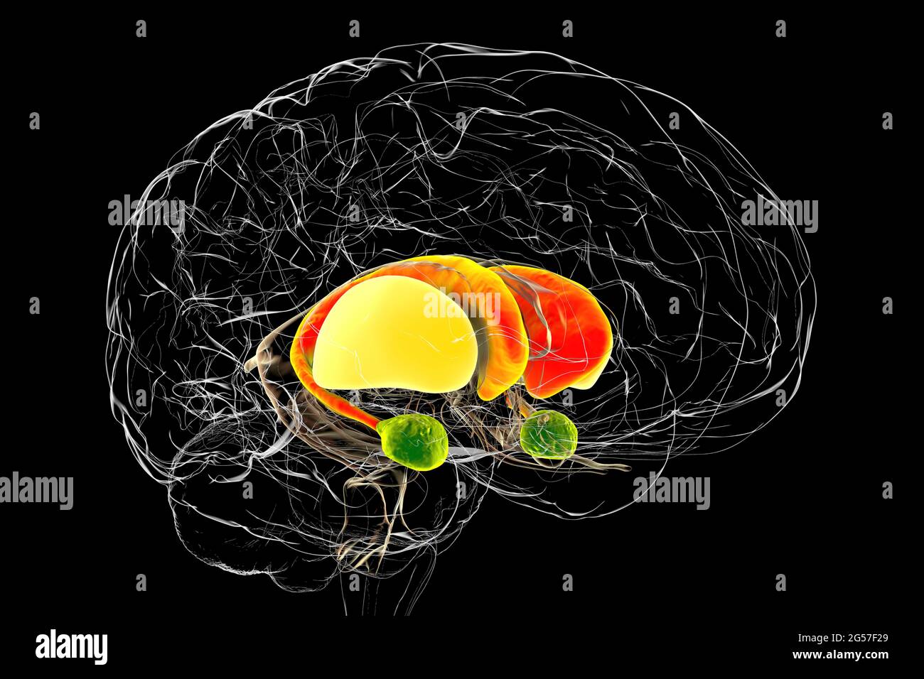 Corte coronal del cerebro fotografías e imágenes de alta resolución Alamy