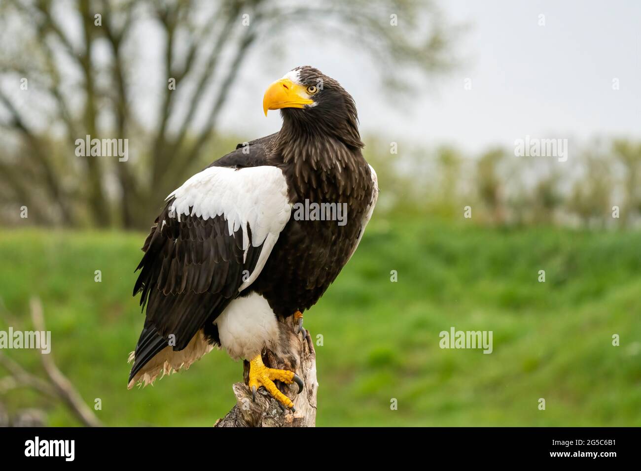 El águila marina de Steller se asienta sobre un tocón sobre el fondo del  cielo y los árboles. El ave de presa mira a la izquierda Fotografía de  stock - Alamy