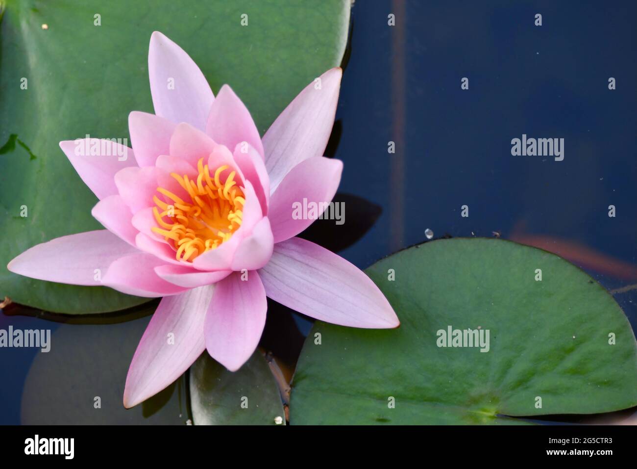 hollandia rosa - wunderschöne gelbe Seerose im Teich Foto de stock