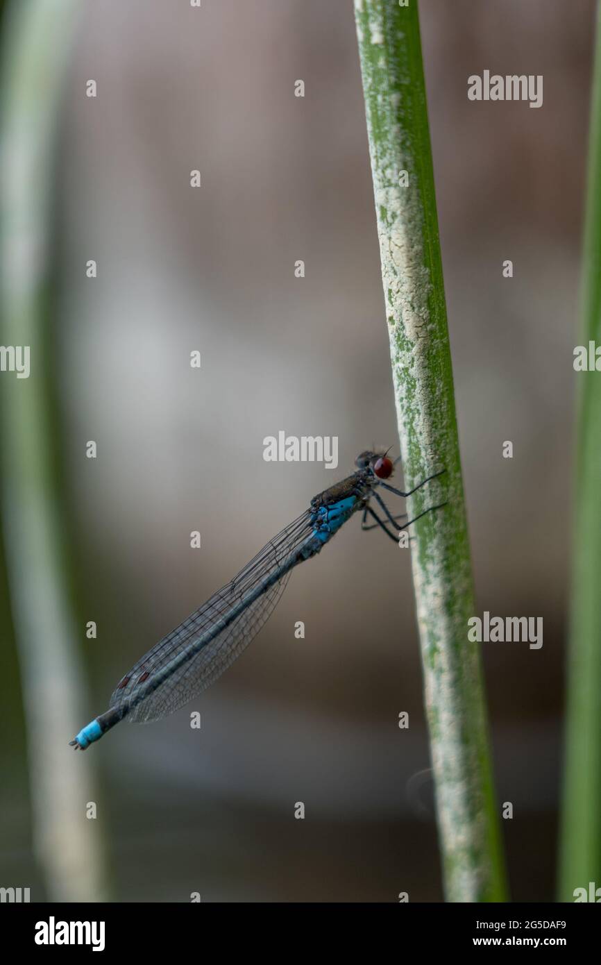 Dragonfly en el lago Dłużek en Mazury (Polonia) Foto de stock