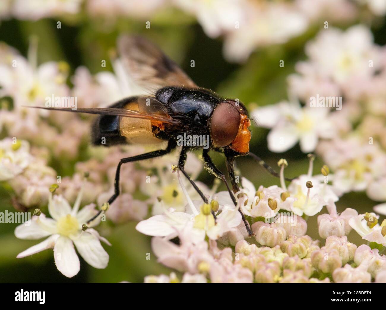 Vollucella pellucens. Gran mosca, macho, encaramado en una flor en un prado británico Foto de stock