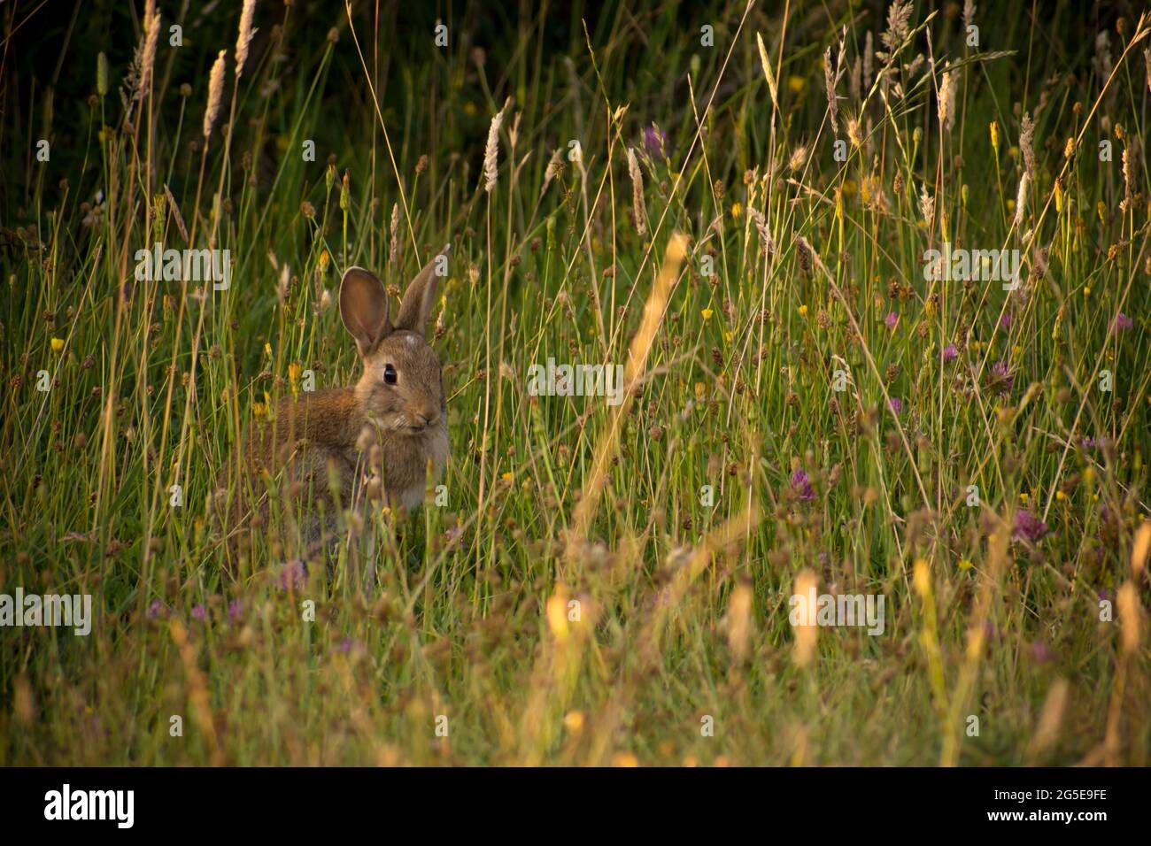 Conejo pequeño escondido entre el césped y las flores en el Parque Nacional Lanín, Argentina Foto de stock