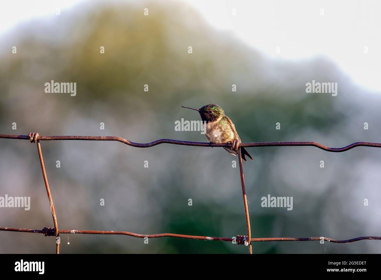 Colibrí de garganta rubia (Archilochus colubris) sentado en una valla Foto de stock