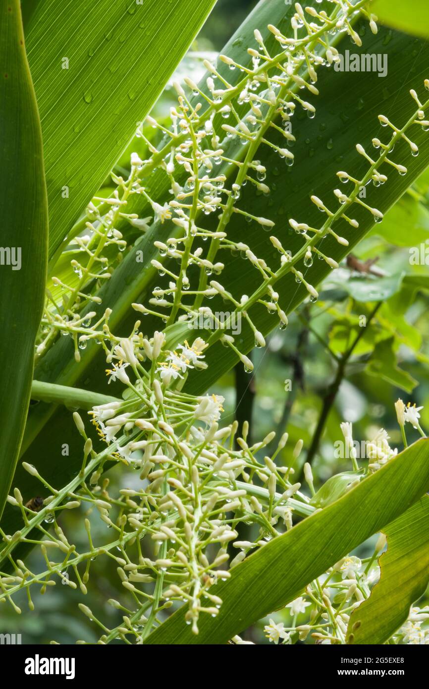 Flores de lirio de palma gigante (Cordyline modales-suttoniae) en flor. Fotografiado en la selva tropical de Daintree, extremo norte de Queensland, Australia Foto de stock