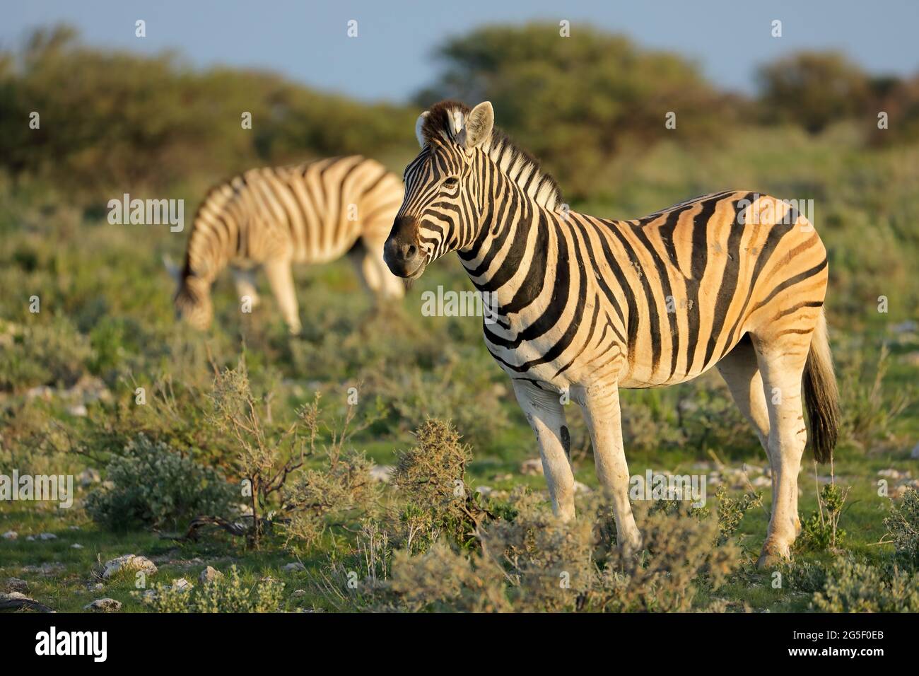 Llanuras cebras (Equus burchelli) en su hábitat natural, el Parque Nacional de Etosha, Namibia Foto de stock