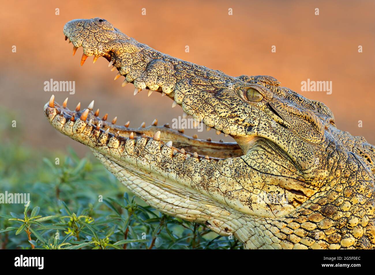 Retrato de un cocodrilo grande del Nilo (Crocodylus niloticus) con mandíbulas abiertas, Parque Nacional Kruger, Sudáfrica Foto de stock