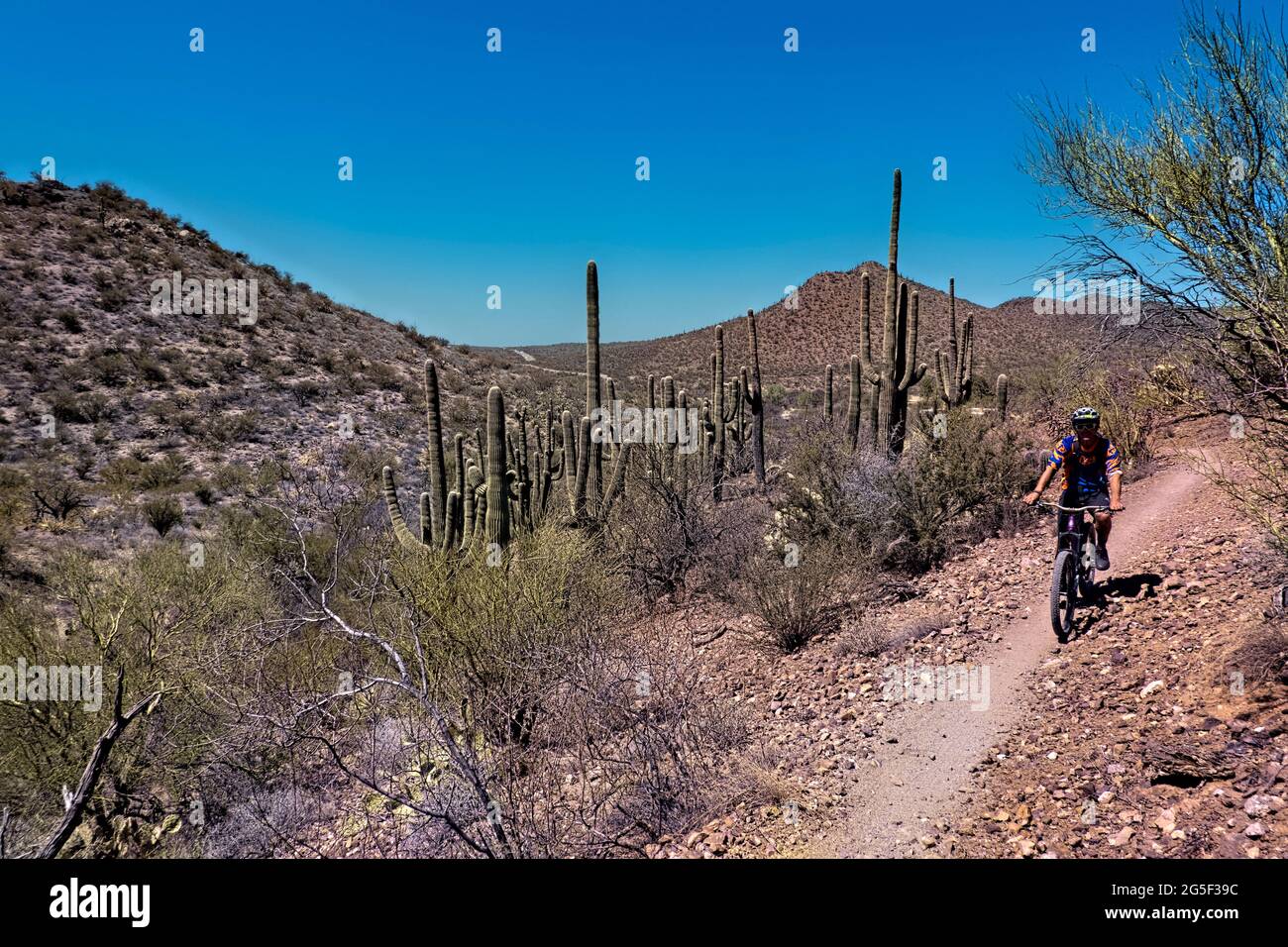 Paseos en bicicleta por el país saguaro en el Arizona Trail, Saguaro National Park, Arizona, U.S.A Foto de stock