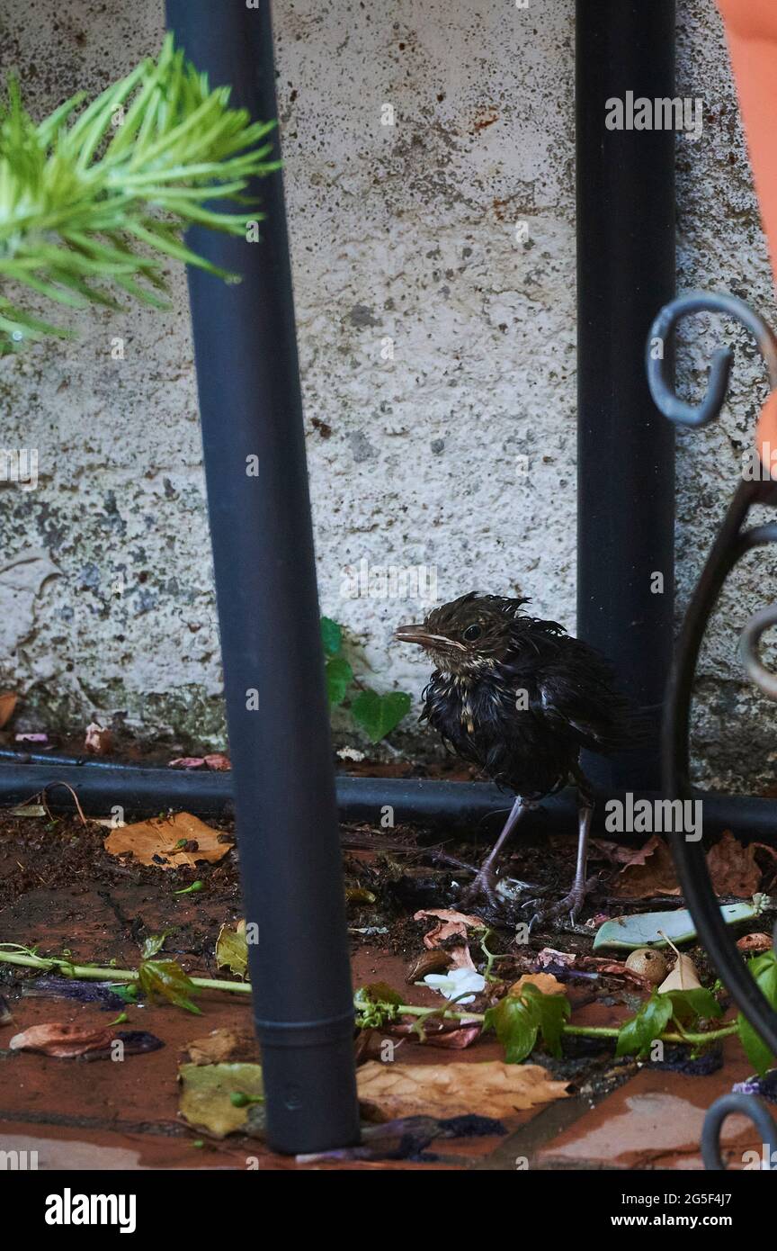 La polla de Blackbird cayó de nido húmedo después de la tormenta Foto de stock