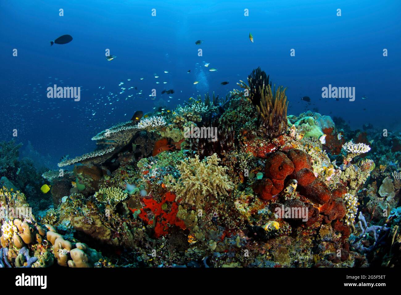 Arrecife de coral colorido y saludable en aguas azules. Raja Ampat, Indonesia Foto de stock