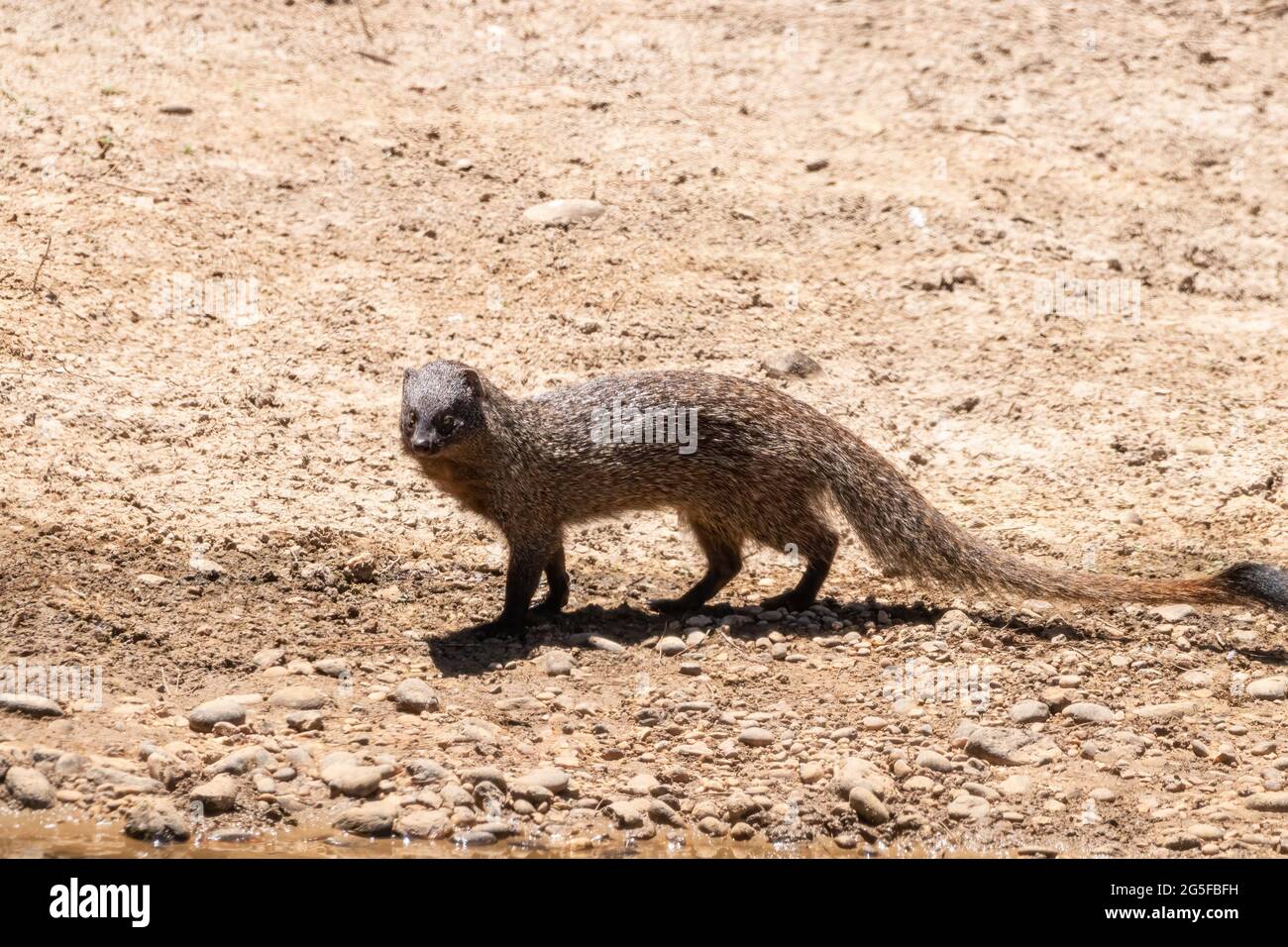 La mangosta, también conocida como la mangosta común o egipcia