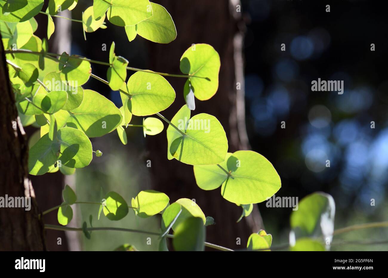 Hojas de ovate jóvenes con contraluz del árbol de goma nativo