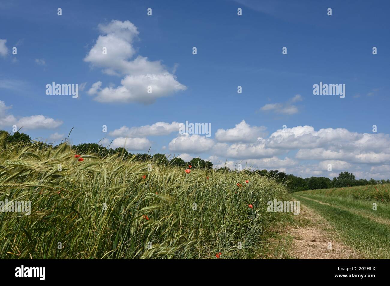 Paisaje veraniego con caminos de tierra, campos de grano y cielo azul cerca de Minden en Renania del Norte-Westfalia Foto de stock