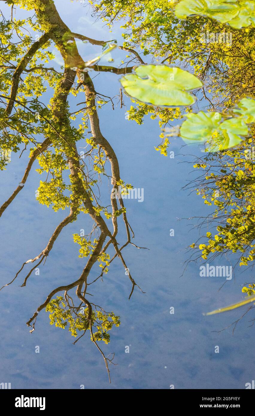 Reflejo surrealista de un árbol en el agua Foto de stock