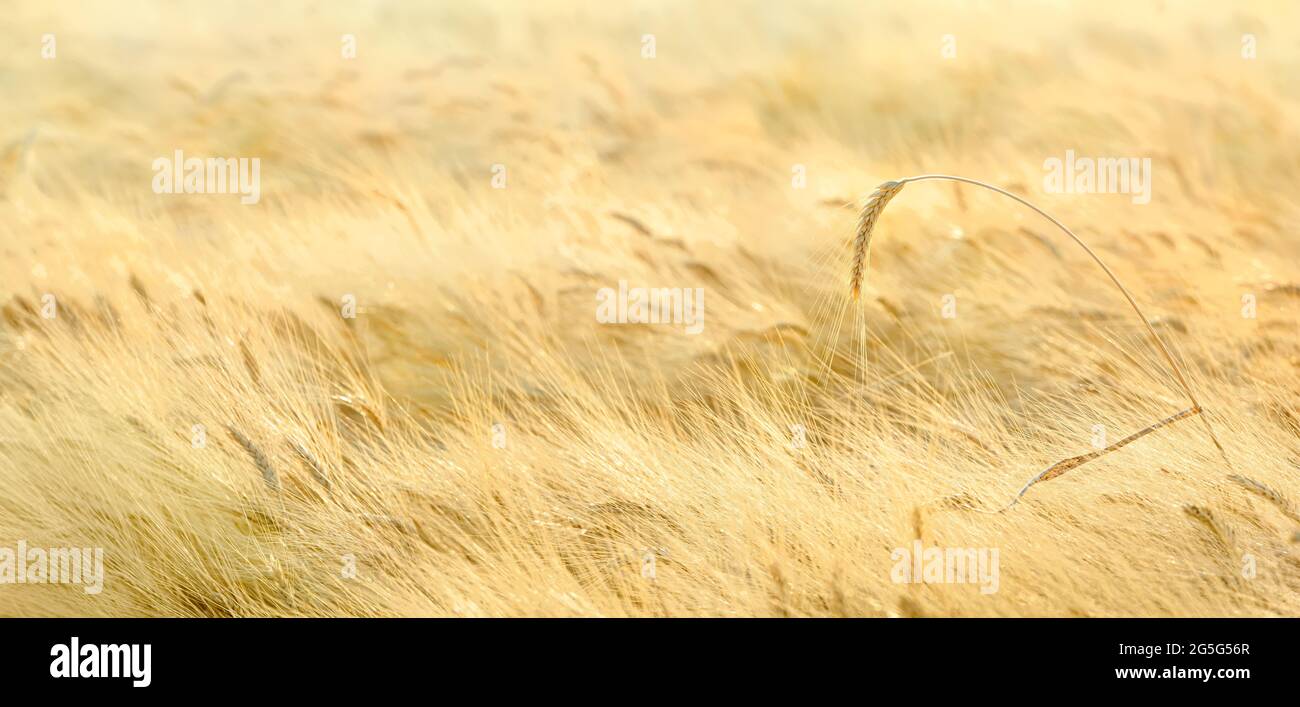 Un pico de trigo sobre un campo de barbas difusas, panorama Foto de stock