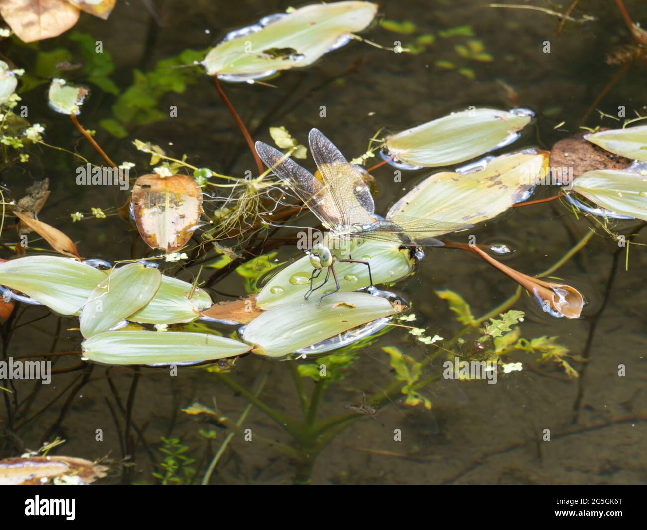 Una hembra Emperador Dragonfly también conocido como el Emperador Azul (Anax imperator), huevo que pone en un estanque. Foto de stock