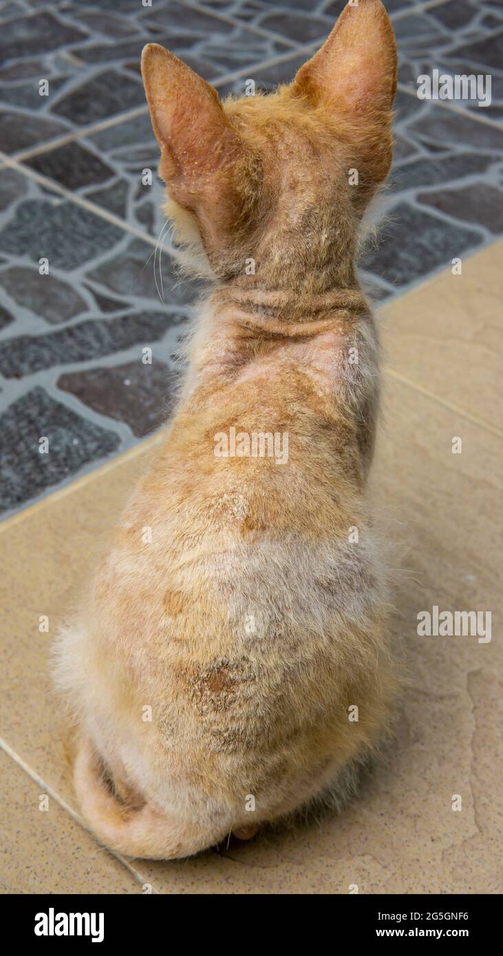 un primer plano de la infección micótica de la piel en la parte posterior del cuerpo de un gato anaranjado perdido - enfermedades de la piel por hongos Foto de stock