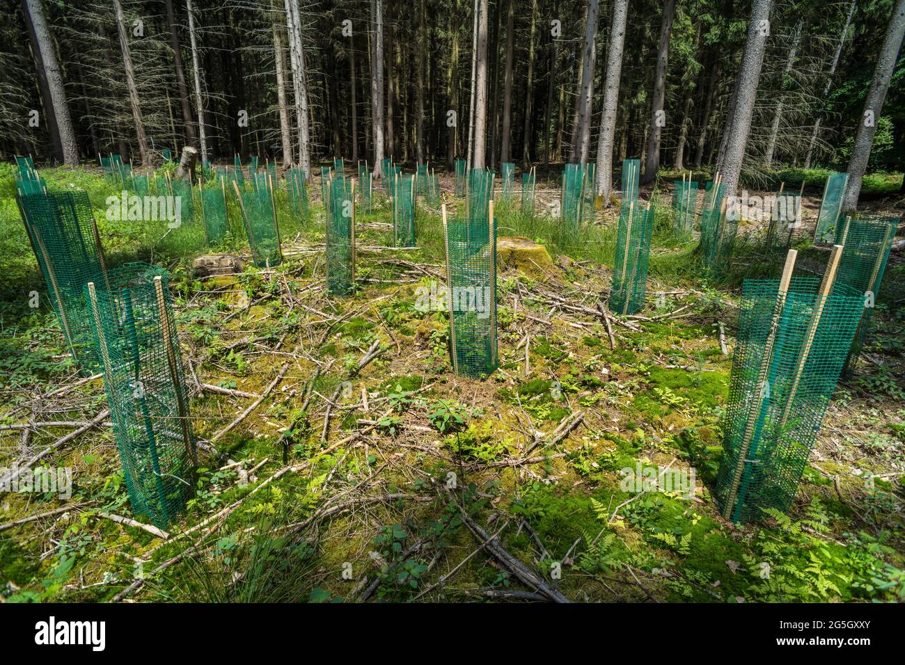 El plástico en el bosque como usado para proteger y apoyar los árboles recién plantados puede convertirse en un problema. Puede descomponerse y penetrar en el suelo. Contaminación Foto de stock