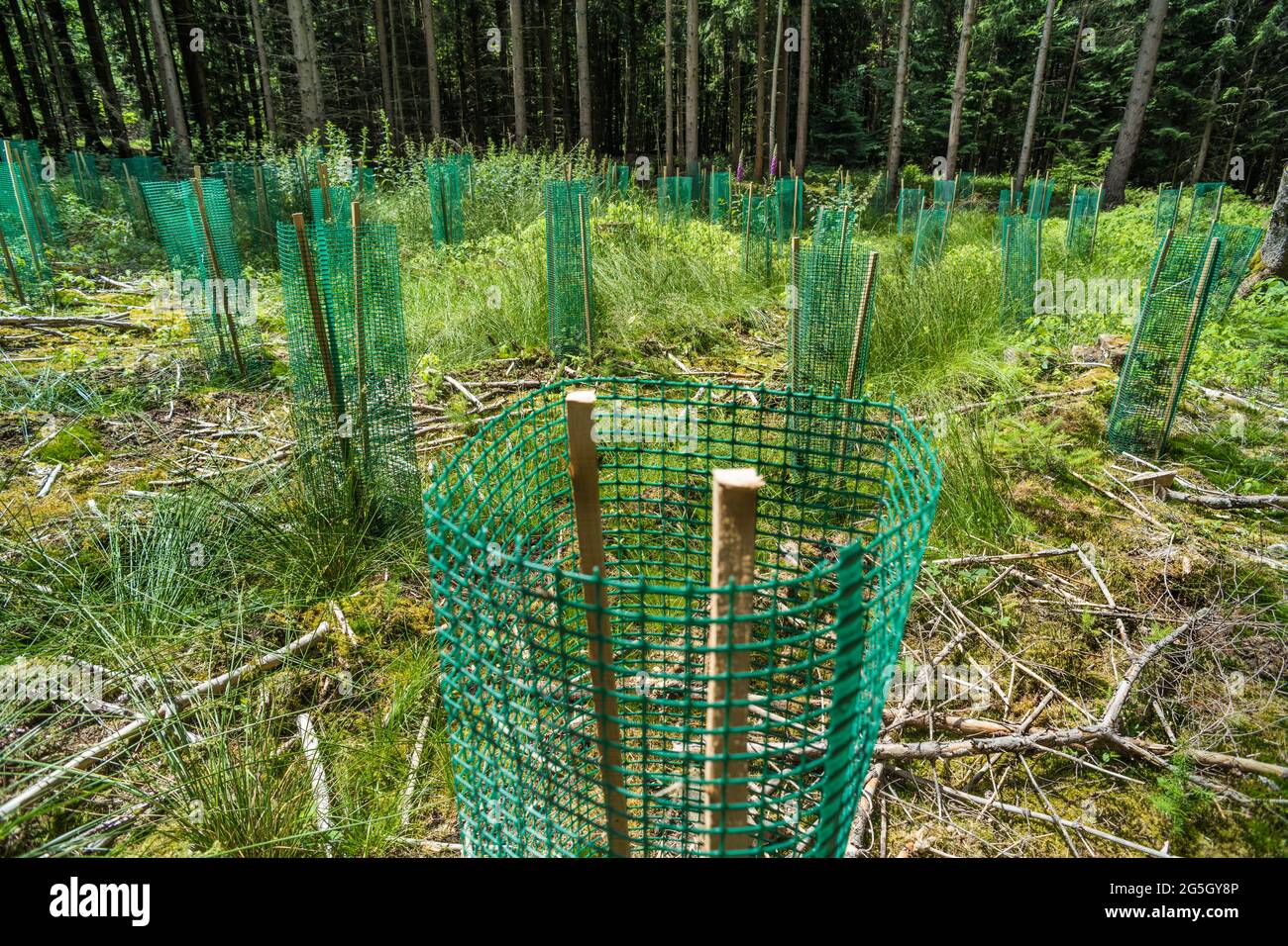El plástico en el bosque como usado para proteger y apoyar los árboles recién plantados puede convertirse en un problema. Puede descomponerse y penetrar en el suelo. Contaminación Foto de stock