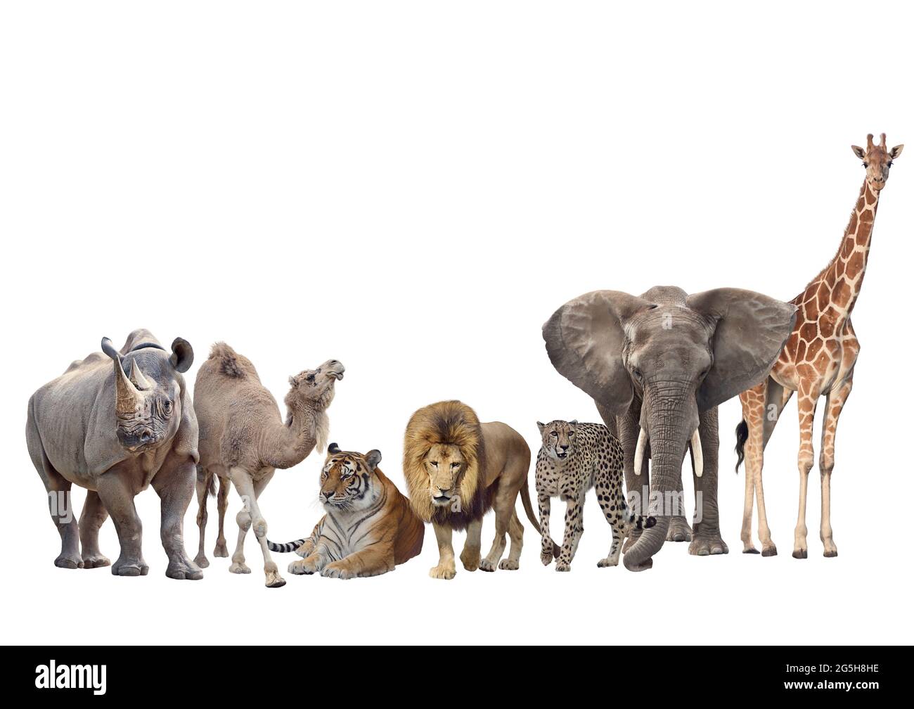 Grupo de animales africanos aislados sobre fondo blanco. Foto de stock