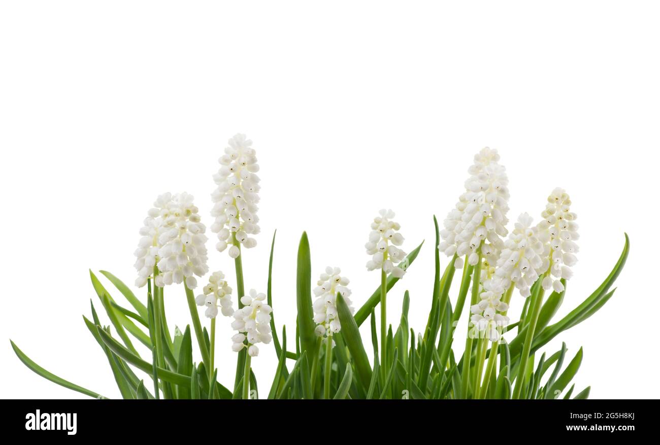 Flores de muscari blanco aisladas sobre fondo blanco Foto de stock