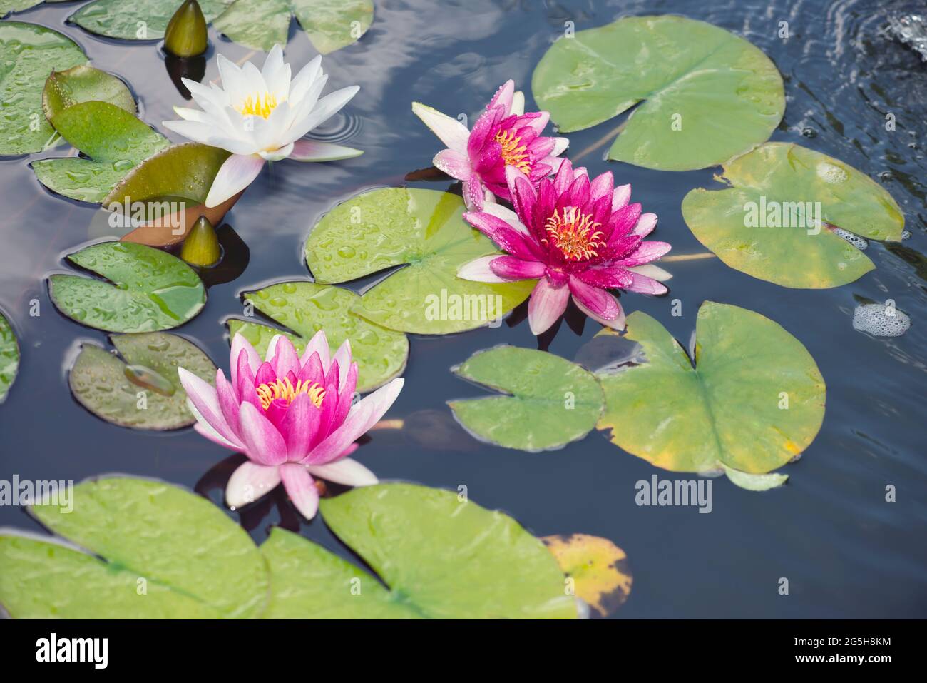 Flores de lirio de agua rosa y blanco en un estanque Foto de stock