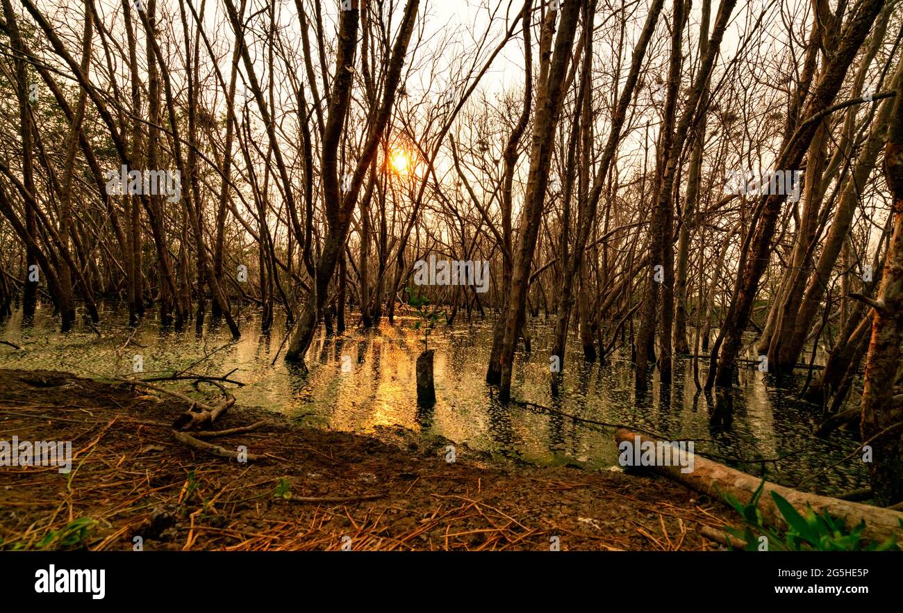 Árboles muertos en el bosque inundado por la tarde con luz naranja. La