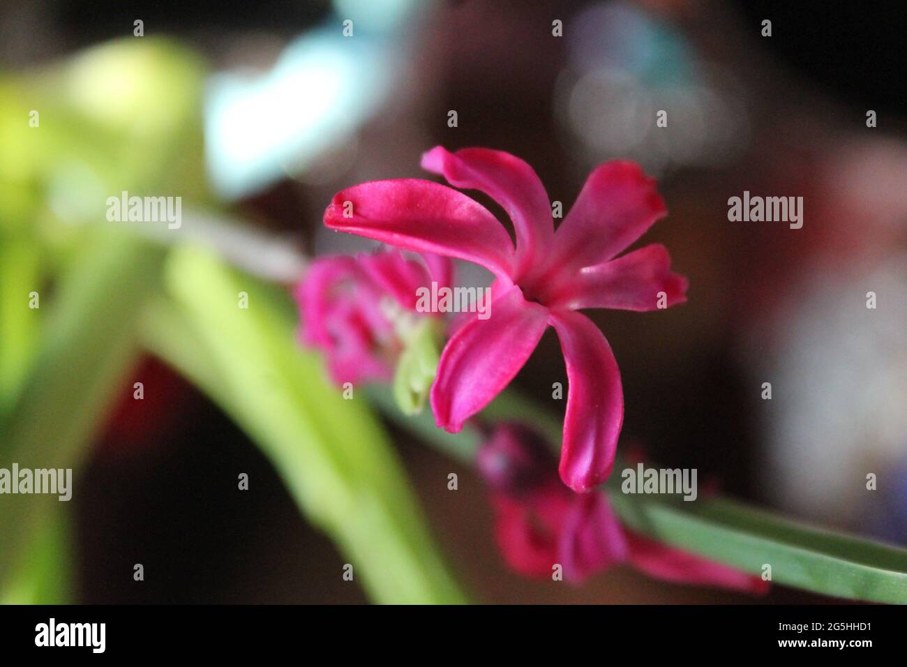 tierna flor de jacinto de jardín rosa en flor de primavera Foto de stock